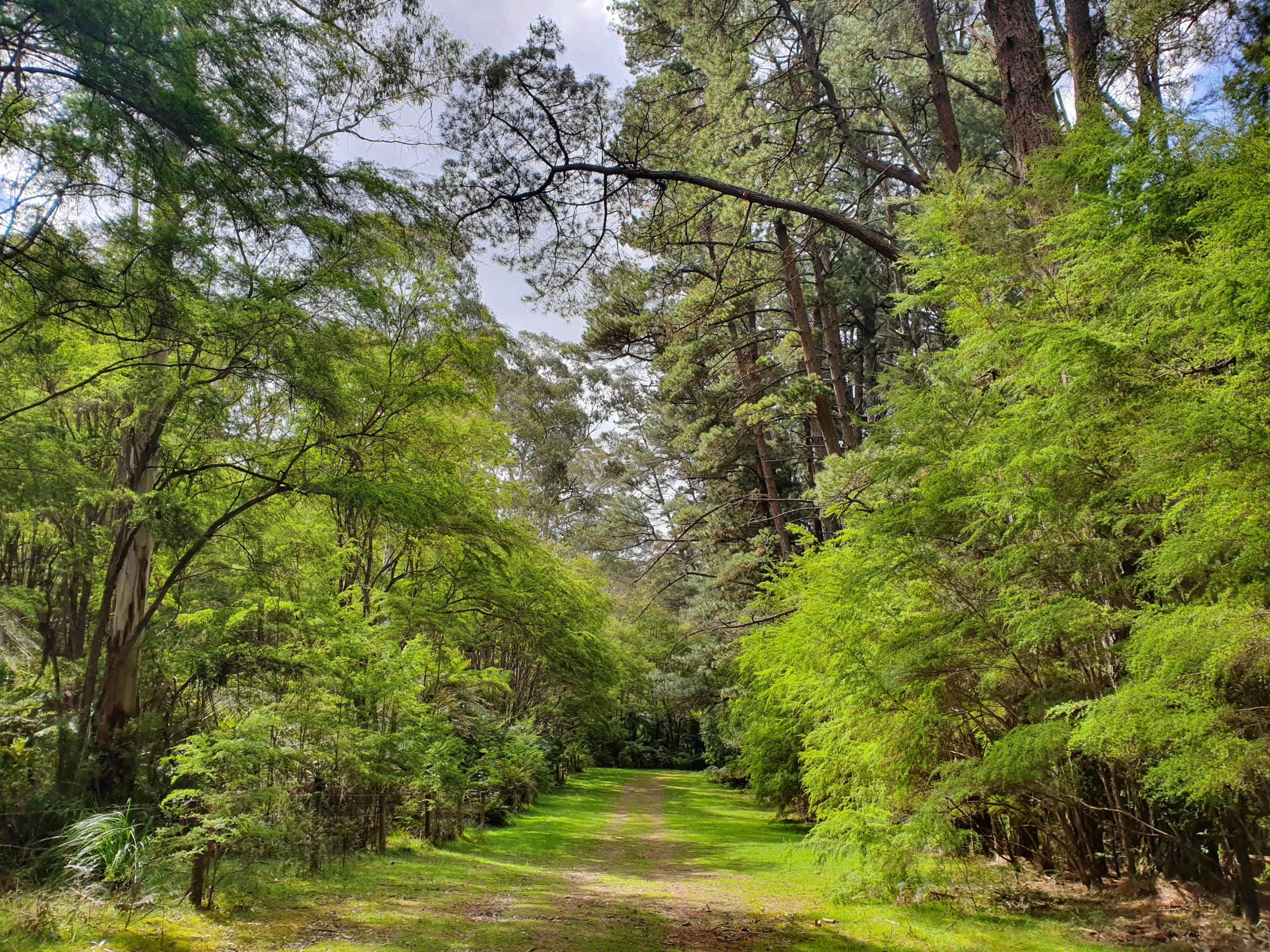 Warburton forest trail through ferns