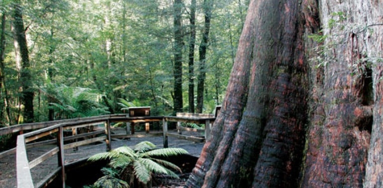 Ancient Ada tree in the forest