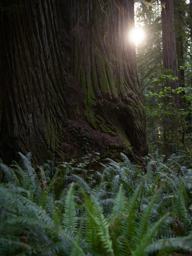Redwood Forest